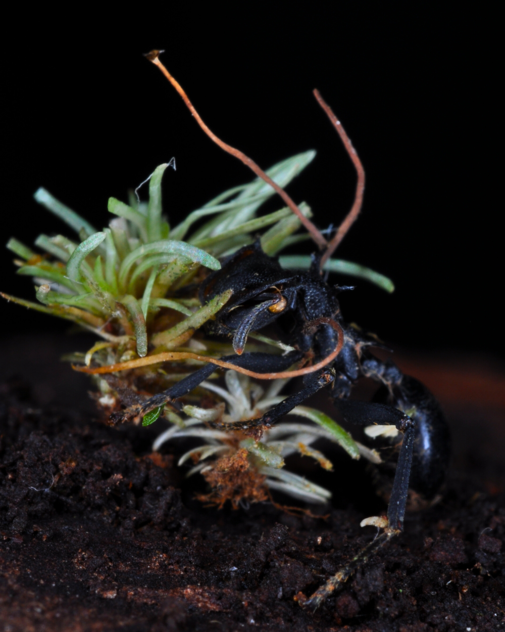 the ant is clamped onto a small green plant, it has orangey tendrils growing out of its corpse where the fungi's fruiting body has emerged the ant is clamped onto a small green plant, it has orangey tendrils growing out of its corpse where the fungi's fruiting body has emerged